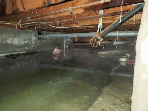 Best Water damage restoration near me  in Cologne, NJ